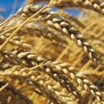 L’atlas « maladies du blé » de BASF Agro s’enrichit