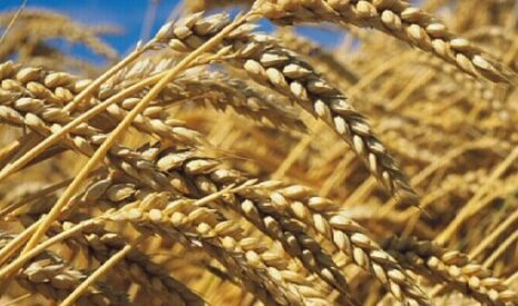 L’atlas « maladies du blé » de BASF Agro s’enrichit