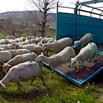 Déplacement en bétaillère pour la transhumance des brebis