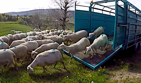 Déplacement en bétaillère pour la transhumance des brebis