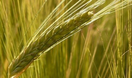 Les exports d’orge française démarrent rapidement
