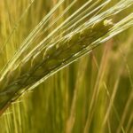 Les exports d’orge française démarrent rapidement