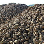 La filière bioéthanol en phase de croissance