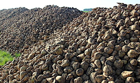 Ramulariose de la betterave