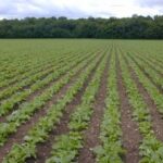 L’herbicide Isard Spectrum de BASF Agro utilisable dès le stade deux feuilles
