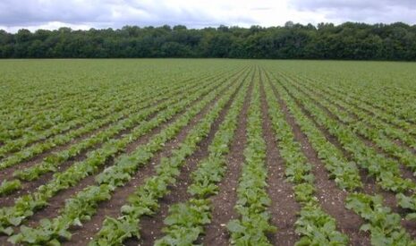 L’herbicide Isard Spectrum de BASF Agro utilisable dès le stade deux feuilles