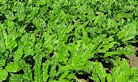 Les rhizoctones de la betterave brun et violet