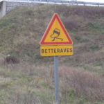 Bonne récolte de betteraves, les prix en baisse