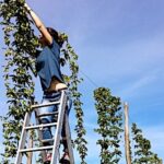 Dans le Gers, il cultive du houblon et produit de la bière