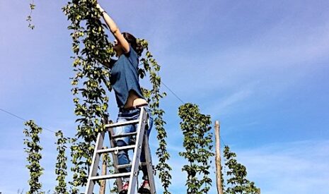 Dans le Gers, il cultive du houblon et produit de la bière