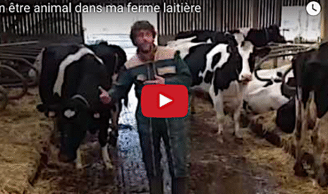 Le bien-être des vaches laitières expliqué en vidéo