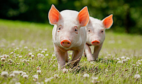 Elevage, l’Ouest travaille au bien-être de ses animaux
