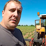 Le binage des tournesols dans la Vienne