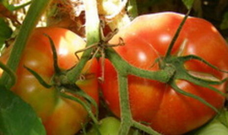 Perspectives de croissance plafonnées pour le bio