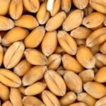 Quelle production de blé aux Etats-Unis en 2015 ?