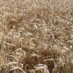 Performances des engrais azotés sur blé tendre et blé dur