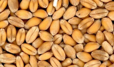 Reprise du « crop progress » aux Etats-Unis