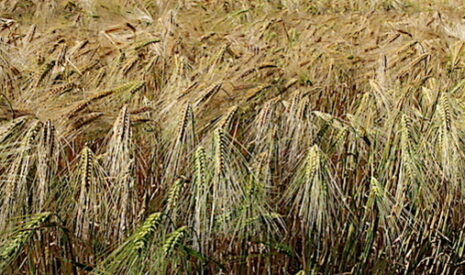 Les maladies du blé