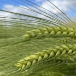 L’escourgeon brassicole TORRENTIEL admis en « pilote »