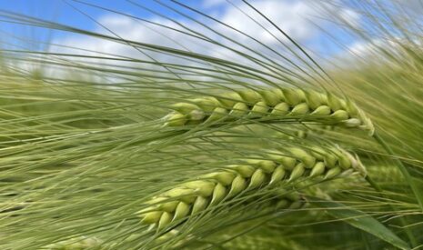 L’escourgeon brassicole TORRENTIEL admis en « pilote »