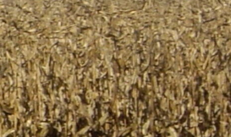 Les biotechnologies méritent le débat pour la présidentielle