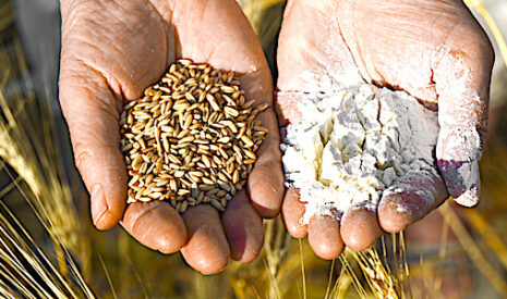 Malt d’orges et farine de blé, des commodités lanceuses d’alertes