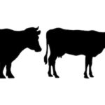 Les vaches laitières produisent plus de protéines consommables par l’homme que les porcs