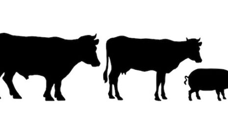 Les vaches laitières produisent plus de protéines consommables par l’homme que les porcs