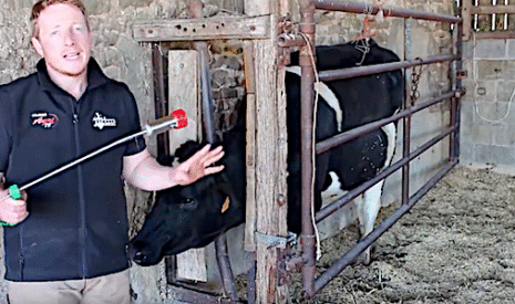 Comment administrer un bolus à une vache
