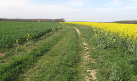 Les bords de champs, milieux propices aux carabes