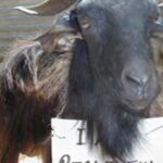 Insolite, élection du plus beau bouc