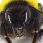 Une ruche pour booster la pollinisation