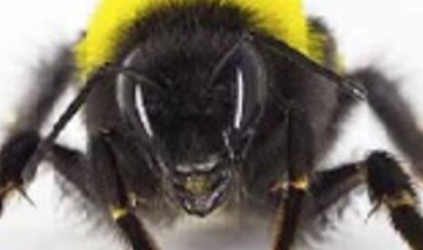 Une ruche pour booster la pollinisation