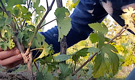 L’ébourgeonnage pour maitriser la qualité du champagne 2020