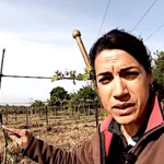 L’ébourgeonnage des vignes