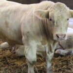 Les industriels de la viande détruisent de la valeur ajoutée aux dépens des éleveurs