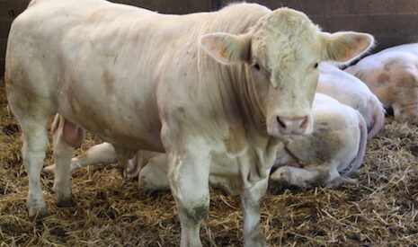 Les industriels de la viande détruisent de la valeur ajoutée aux dépens des éleveurs