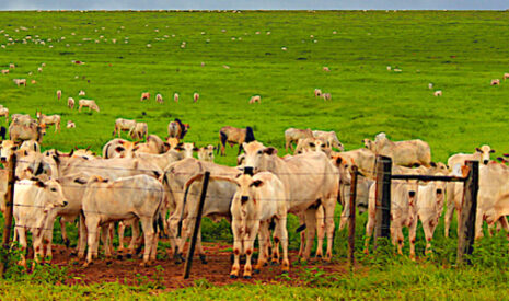 Filières bovines, le Mercosur et la Chine interdépendants