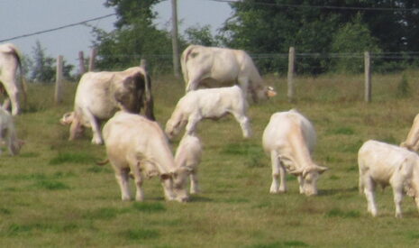 Filières bovines, les exploitations s’agrandissent pour s’extansifier
