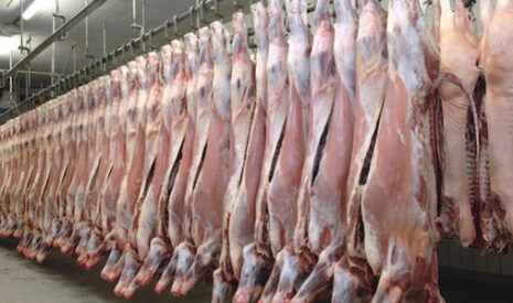 La filière bovine menacée d’extinction par la FCO et la MHE