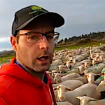 Une semaine avec les brebis en Haute-Loire