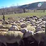 Bilan des agnelages d’hiver chez Guillaume éleveur de Haute-Loire