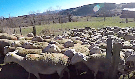 Bilan des agnelages d’hiver chez Guillaume éleveur de Haute-Loire
