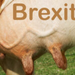 L’après Brexit sur les marchés du lait et de la viande pour l’Union européenne
