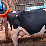 Bien-être des vaches, la brosse rotative
