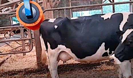 Bien-être des vaches, la brosse rotative