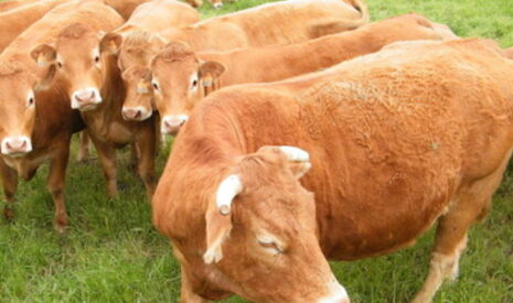 L’accès à la technologie pour combattre le burn out des agriculteurs