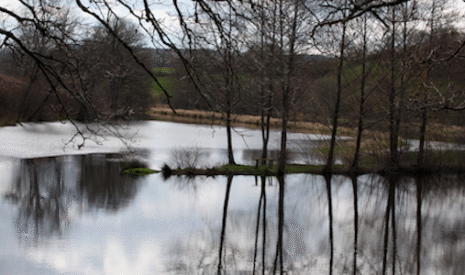 Les étangs piscicoles à barrage éliminent les pesticides