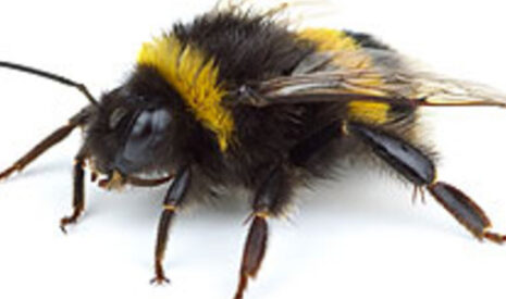 Deux groupes s’intéressent à l’état sanitaire des abeilles