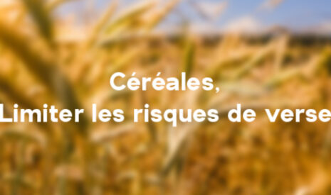 C’est tout au long du cycle qu’il faut donner à ses cultures le potentiel de faire face si les conditions météorologiques amenaient un risque de verse.